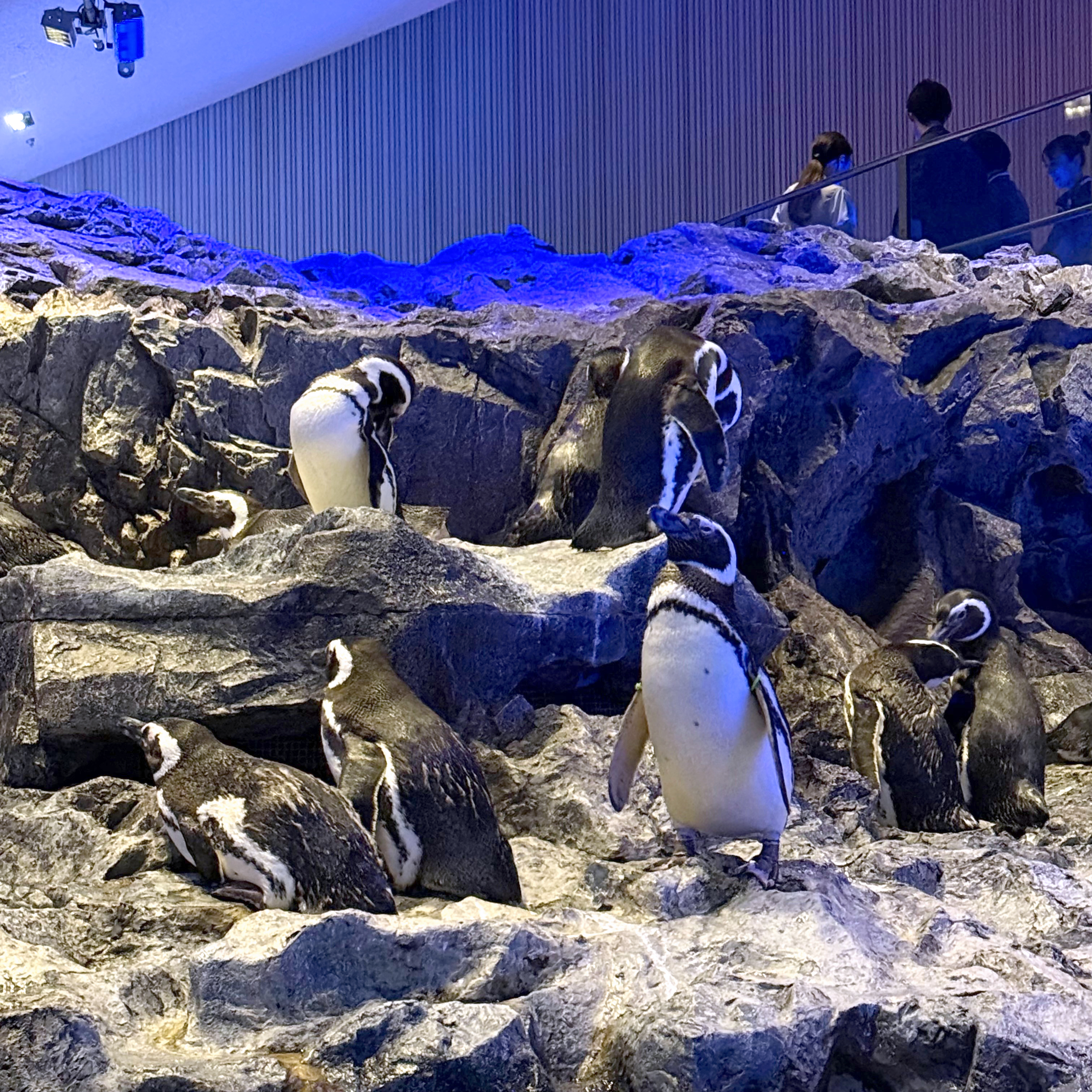 すみだ水族館