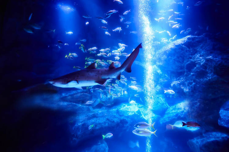 すみだ水族館 AQTION!サポーター